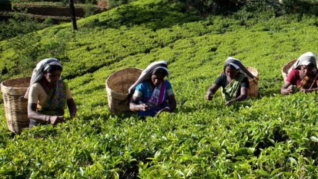 Jak powstaje herbata? Edukacyjny film dla dzieci pełen ciekawostek